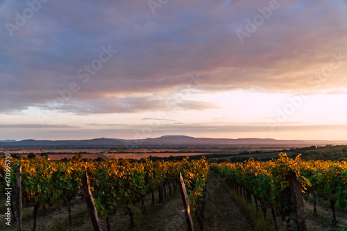 Sunset in the beautiful South Slovakian wine region