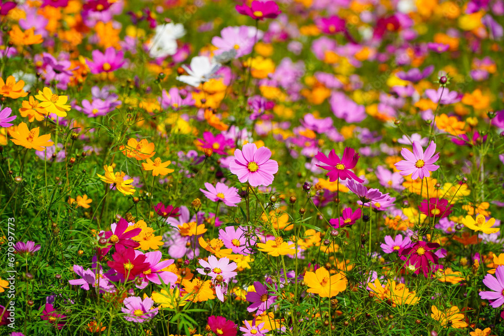 Obraz premium Colorful cosmos flowers blooming in the garden, nature background.