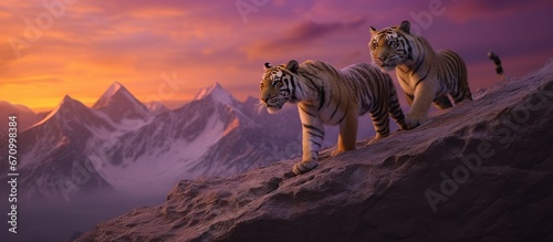 2 tigers walking orange purple pink sunset background on mountain © Muhammad