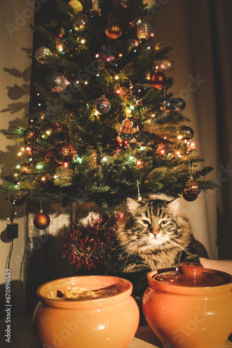 New Year's Cat