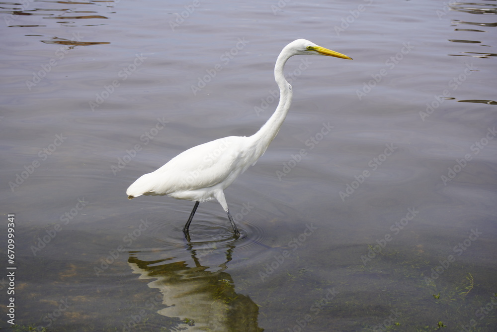 Great Egret (Ardea alba), also known as Great White Egret, Common Egret. Maués Amazonas, Brazil. Great Egret (Ardea alba), also known as Great White Egret, Common Egret. Maués Amazonas, Brazil.