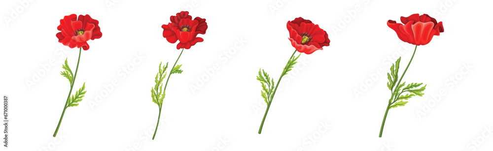 Red Poppy Flower on Green Stem with Leaf Vector Set Red Poppy Flower on Green Stem with Leaf Vector Set