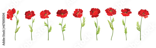 Red Poppy Flower on Green Stem with Leaf Vector Set