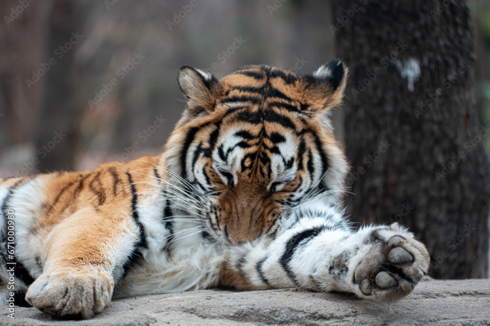 Lying tiger licking her furry hair Lying tiger licking her furry hair