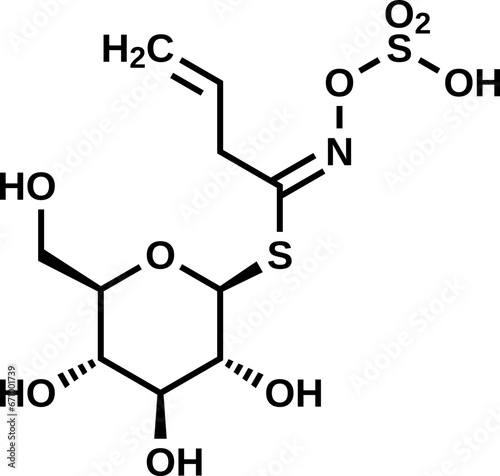 Sinigrin structural formula, allyl glucosinolate vector illustration photo