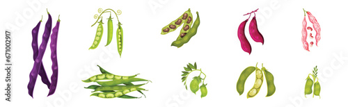 Grain Legume or Pulse Crop with Pod and Beans Vector Set