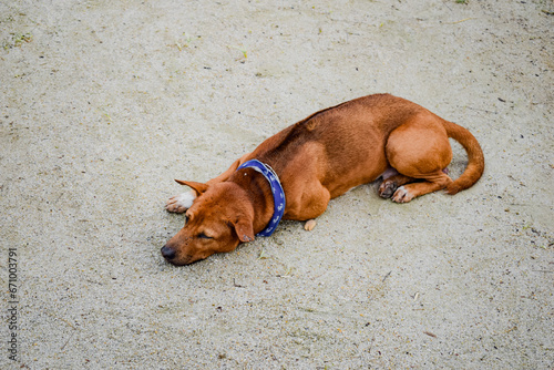 A dog's life can be quite relaxing, napping in the warm sunshine.