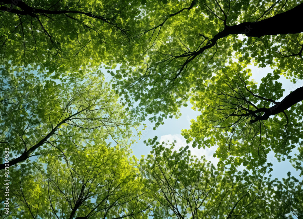 Open canopy trees with green foliage looking into the sky, green and yellow sycamores. Open canopy trees with green foliage looking into the sky, green and yellow sycamores.