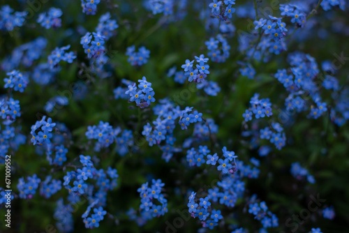 Forget-me-not flower in the spring. Myosotis plant grown in a bouquet in the wild plain