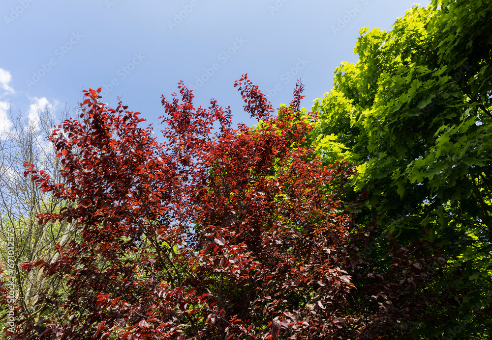 red hornbeam foliage in windy weather in spring park red hornbeam foliage in windy weather in spring park