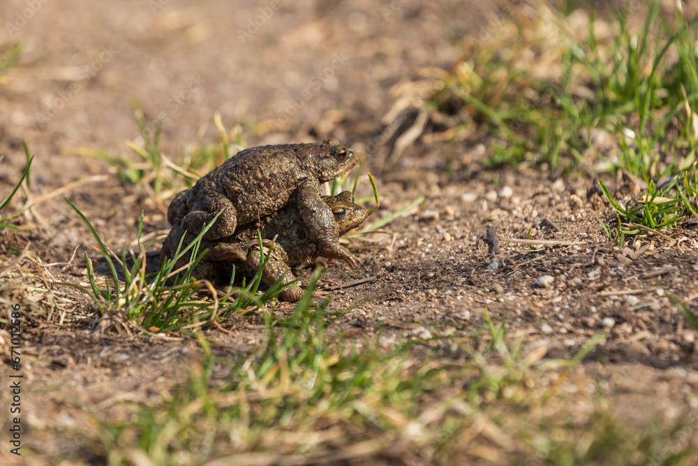 A large green frog in its natural habitat. Amphibian in water. Beautiful toad frog. Nice bokeh. A large green frog in its natural habitat. Amphibian in water. Beautiful toad frog. Nice bokeh.