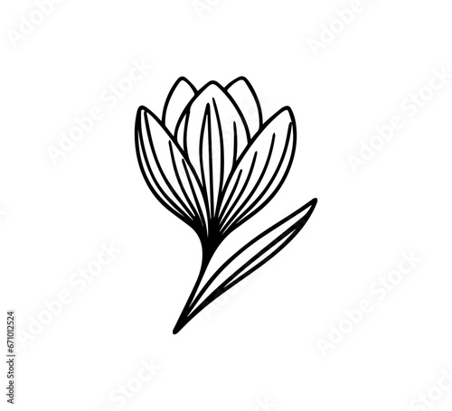 crocus flower illustration black and white 