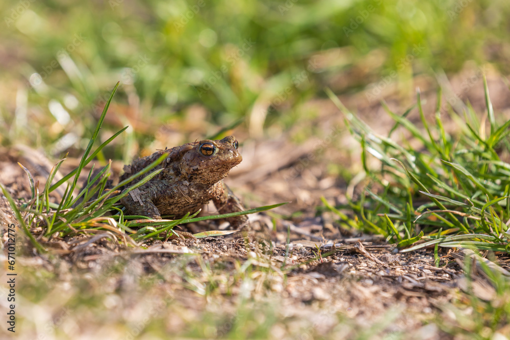 A large green frog in its natural habitat. Amphibian in water. Beautiful toad frog. Nice bokeh. A large green frog in its natural habitat. Amphibian in water. Beautiful toad frog. Nice bokeh.