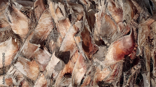 Palm tree bark texture macro vector. Vector palm tree trunk texture. Palm tree bark closeup background. Tropical palm tree texture closeup vector. Wood texture for interior design.