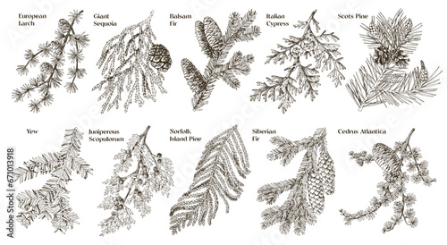 Coniferous plants branches vector set