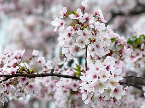 Blooming cherry tree close up view