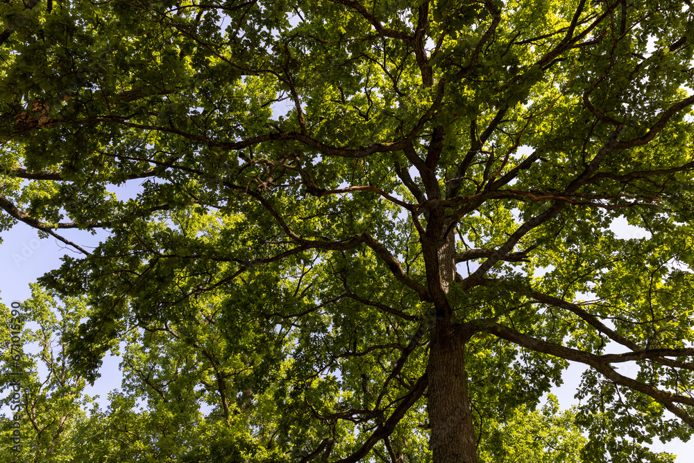 Forest with different trees in summer Forest with different trees in summer