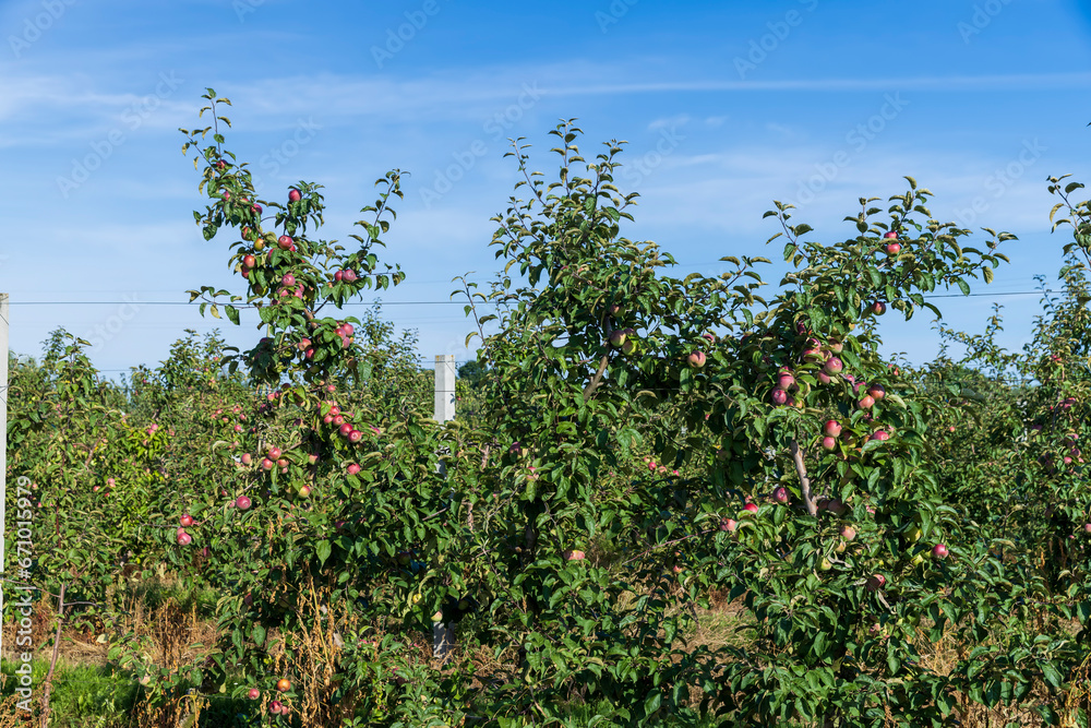 apple orchard with green foliage and red apples