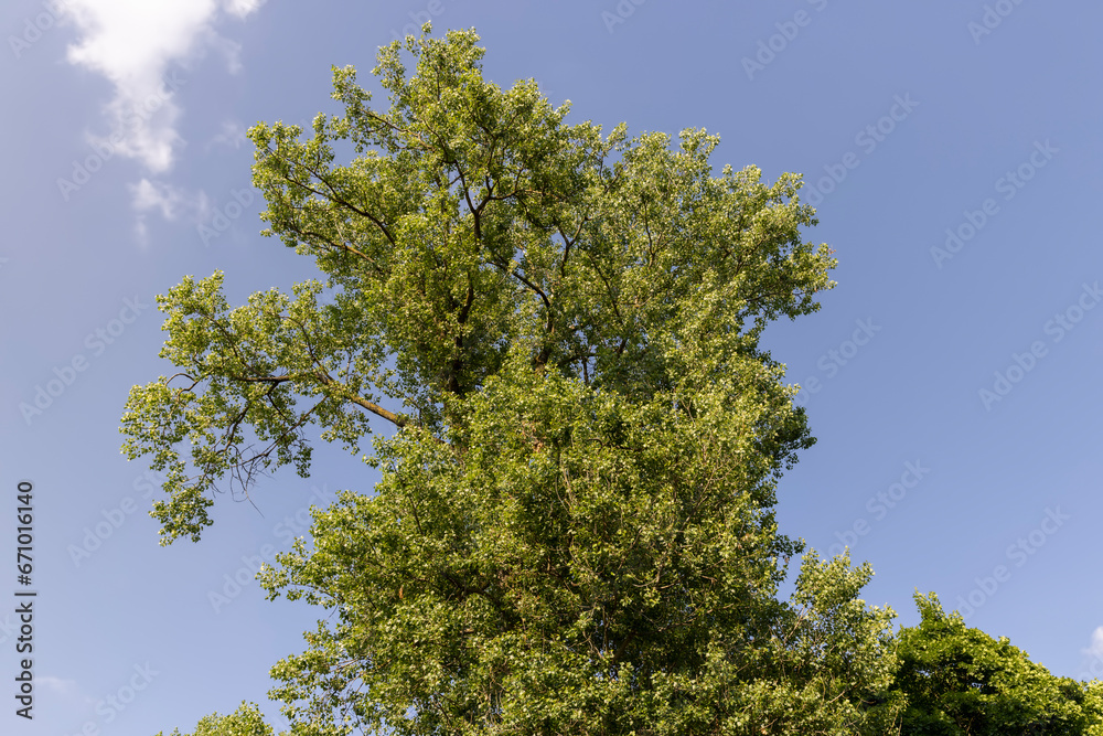 beautiful foliage of trees in a mixed forest with green foliage beautiful foliage of trees in a mixed forest with green foliage
