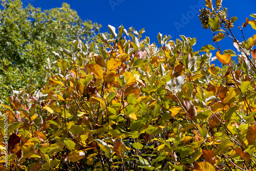 autumn changes on rowan trees on a sunny day