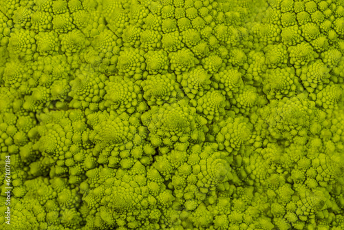 romanesco broccoli roman cauliflower inflorescence