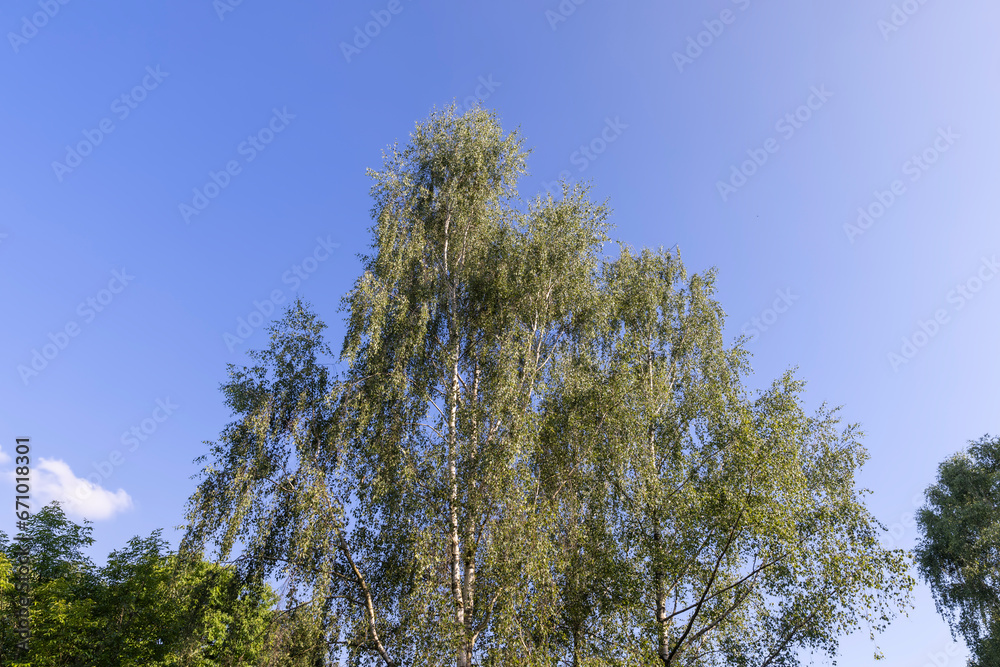 beautiful birch tree foliage is white with green foliage beautiful birch tree foliage is white with green foliage