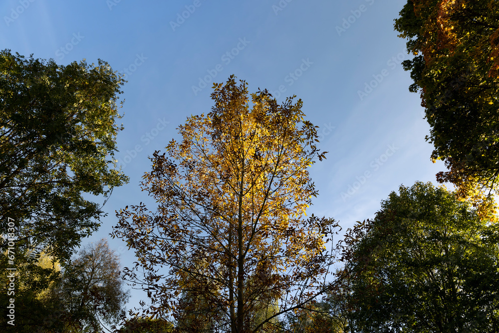 yellowing foliage on ash trees in autumn weather yellowing foliage on ash trees in autumn weather