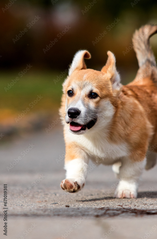 Corgi puppy runs in autumn