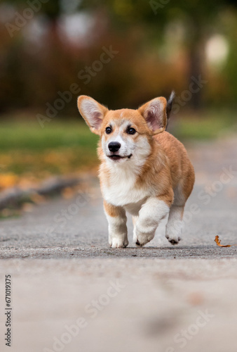 Welsh Corgi puppy runs on the street in autumn