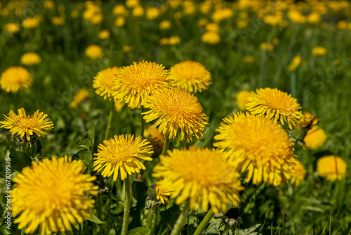 spring yellow dandelions in sunny weather  close-up