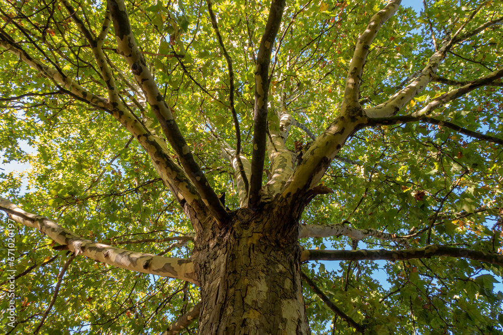 Platanus hispanica, acerifolia. Trunk and branches with leaves of hybrid, shade, sycamore banana. Platanus hispanica, acerifolia. Trunk and branches with leaves of hybrid, shade, sycamore banana.