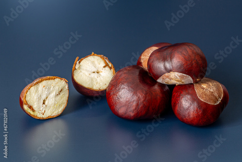 Tableau sur toile Chestnuts, fruits of the Horse Chestnut tree