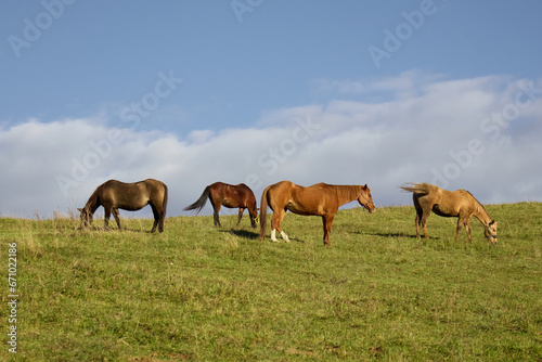 horses on the meadow