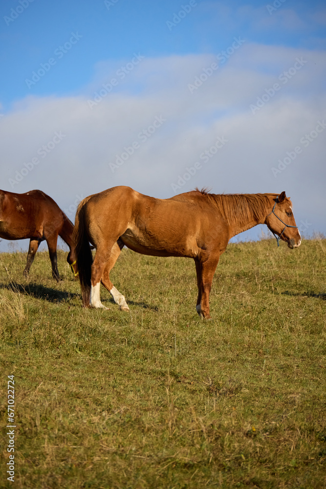 Fototapeta premium horses on the meadow