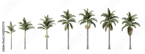 Florida royal palm or Cuban royal palm plants isolated on transparent background photo