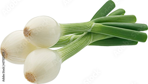 Green onion isolated