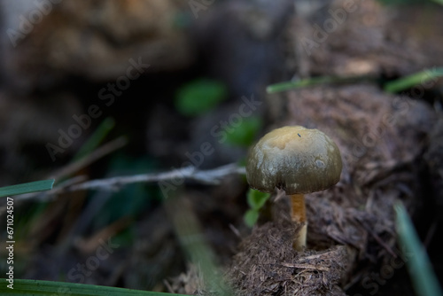 little mushroom growing from the ground