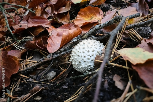 mushroom in autumn forest soil system