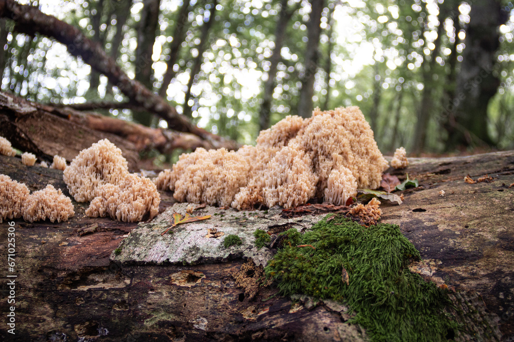 Closeup view of moss and fungi on the old bark of tree. Autumn in the forest, Closeup view of moss and fungi on the old bark of tree. Autumn in the forest,