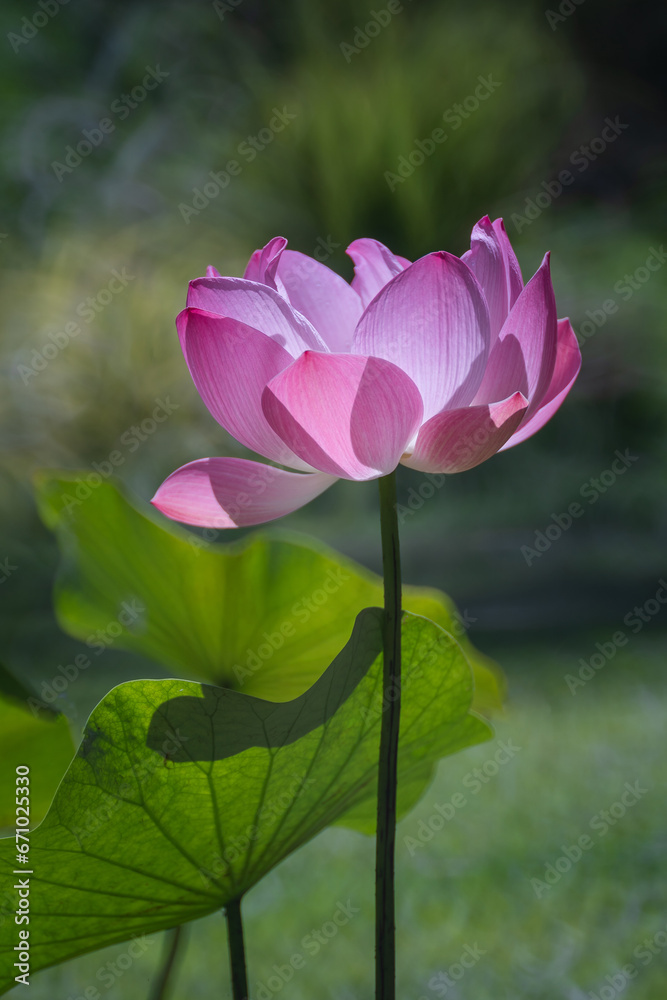 Beautiful Pink Lotus or Waterlily Flower with good lighting in the morning. The background is the green natural trees. Concept of freshness nature for a good life every day. Beautiful Pink Lotus or Waterlily Flower with good lighting in the morning. The background is the green natural trees. Concept of freshness nature for a good life every day.