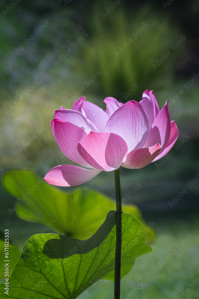 Beautiful Pink Lotus or Waterlily Flower with good lighting in the morning. The background is the green natural trees. Concept of freshness nature for a good life every day.