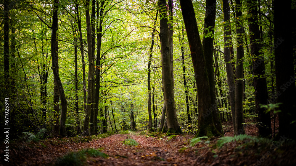 rays of light in the forest