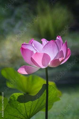 Beautiful Pink Lotus or Waterlily Flower with good lighting in the morning. The background is the green natural trees. Concept of freshness nature for a good life every day.