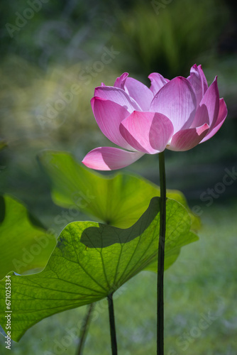 Beautiful Pink Lotus or Waterlily Flower with good lighting in the morning. The background is the green natural trees. Concept of freshness nature for a good life every day.