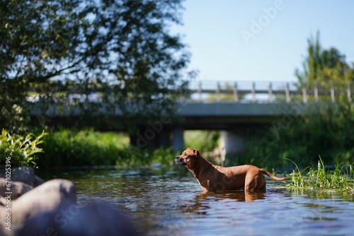 Duży brązowy pies kąpiący się w rzece na tle mostu i błękitnego nieba w słoneczny letni dzień