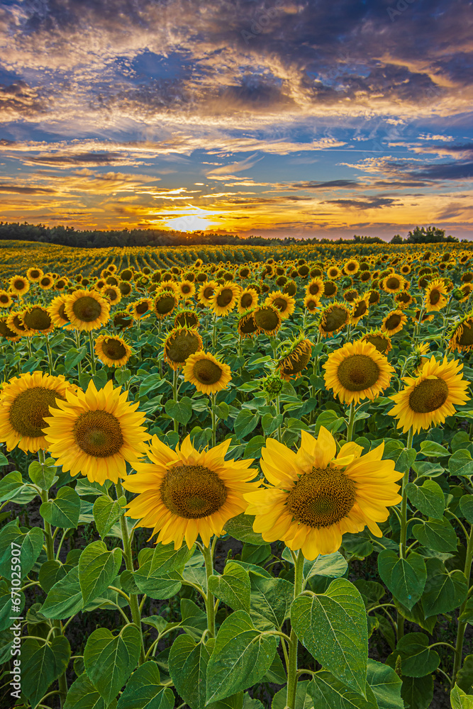 Obraz premium Vibrant summer sunset over a field of sunflowers. Lots of sunflowers in summer. Landscape of a field full of flowers at blooming time in the evening. Full rows of sunflowers with opened yellow flowers