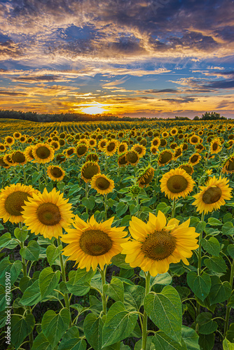 Vibrant summer sunset over a field of sunflowers. Lots of sunflowers in summer. Landscape of a field full of flowers at blooming time in the evening. Full rows of sunflowers with opened yellow flowers