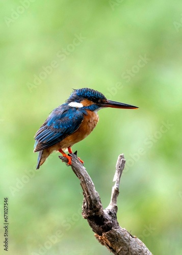 Common Kingfisher © uday