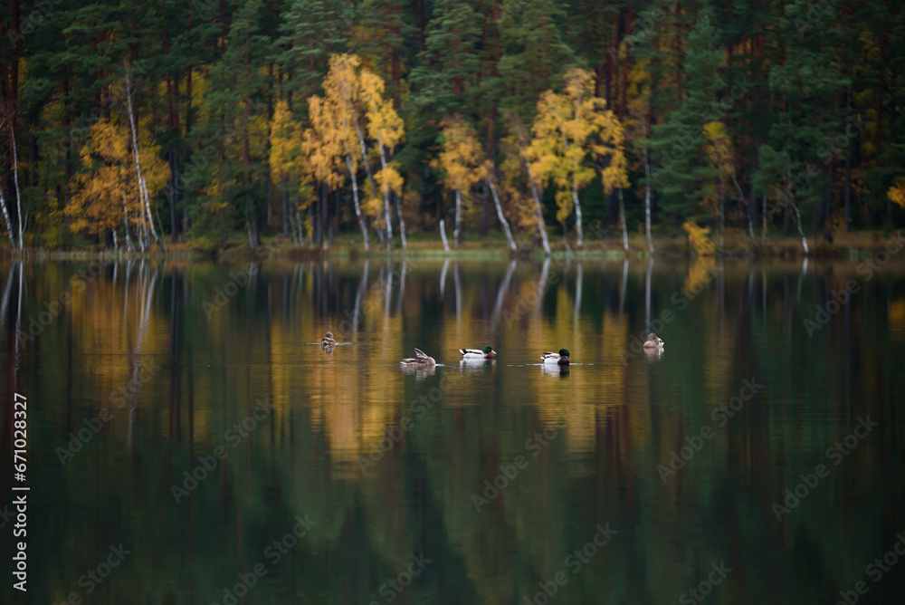 a beautiful view of the lake with ducks swimming and yellow birch trees in the distance a beautiful view of the lake with ducks swimming and yellow birch trees in the distance
