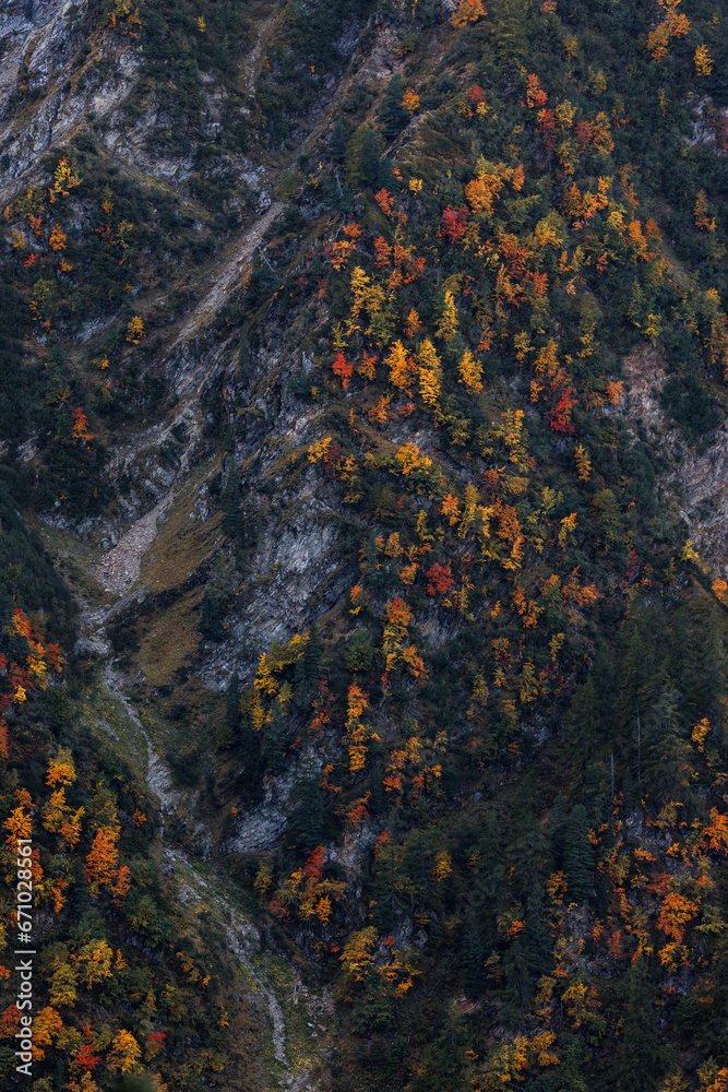 autumn forest on the slopes towards La Jonction in Chamonix autumn forest on the slopes towards La Jonction in Chamonix